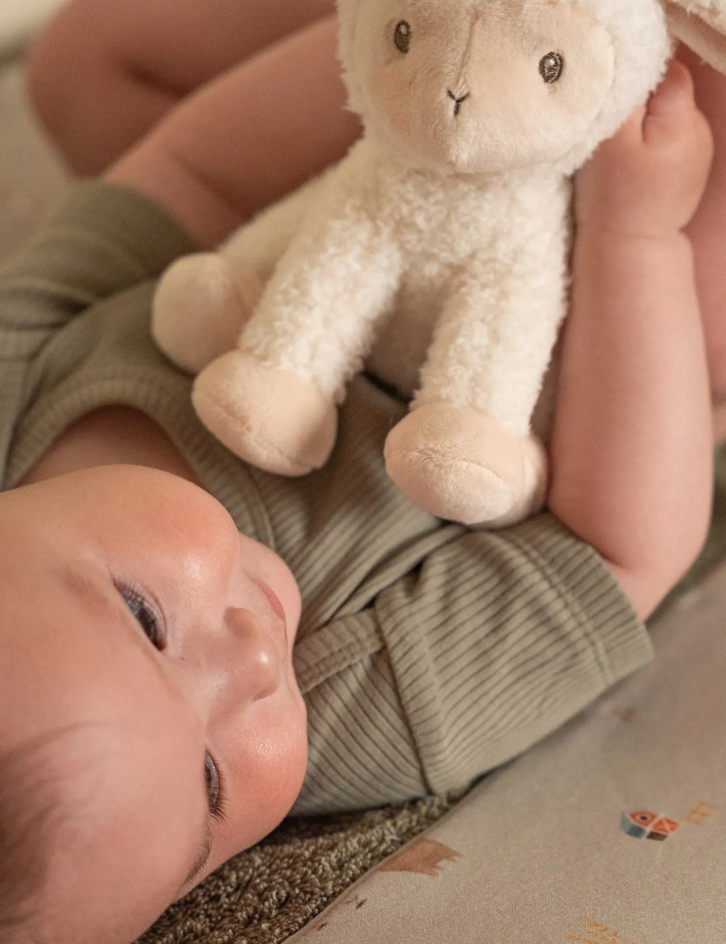 Cuddle Sheep