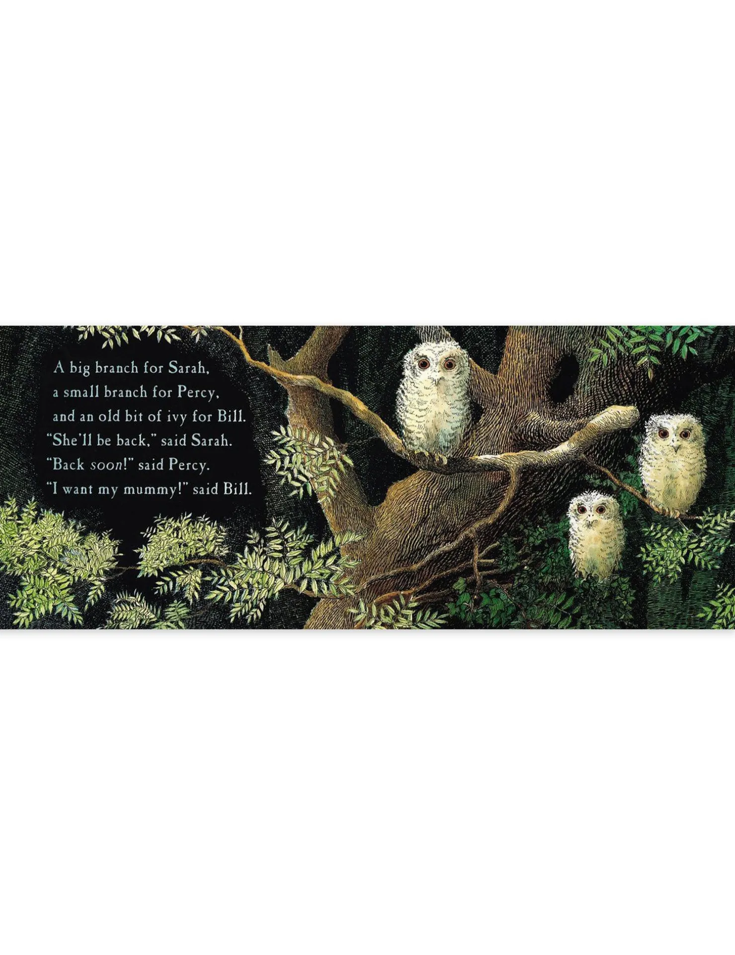 Owl Babies